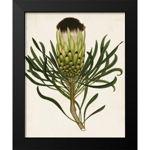 Antique Protea II Black Modern Wood Framed Art Print by Unknown