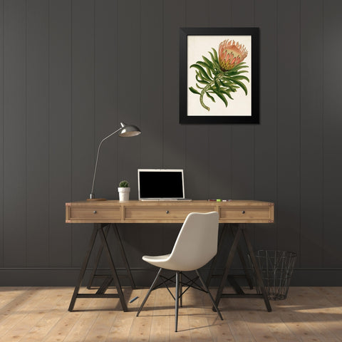 Antique Protea IV Black Modern Wood Framed Art Print by Unknown