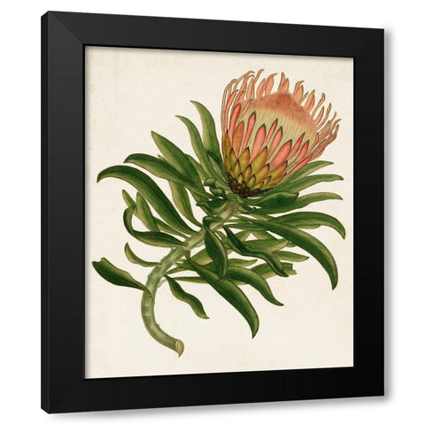 Antique Protea IV Black Modern Wood Framed Art Print with Double Matting by Unknown