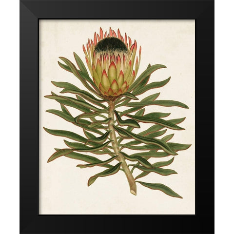 Antique Protea VI Black Modern Wood Framed Art Print by Unknown