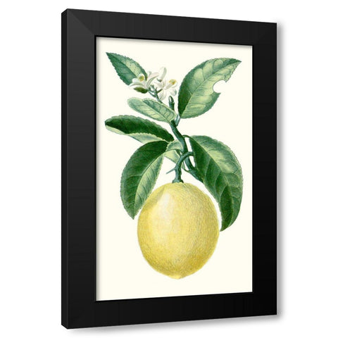 Turpin Fruit I Black Modern Wood Framed Art Print by Turpin