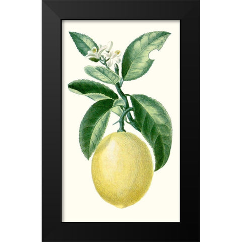 Turpin Fruit I Black Modern Wood Framed Art Print by Turpin