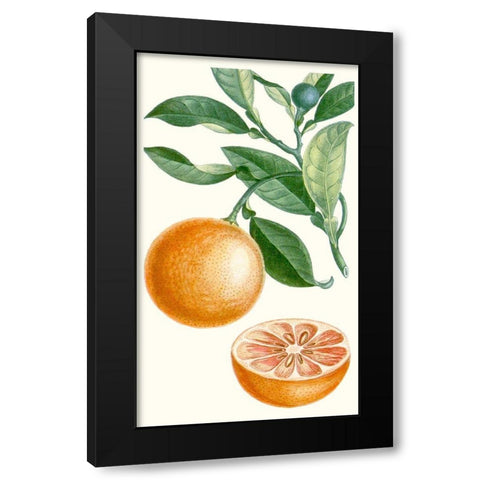 Turpin Fruit II Black Modern Wood Framed Art Print with Double Matting by Turpin