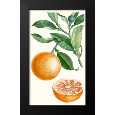 Turpin Fruit II Black Modern Wood Framed Art Print by Turpin