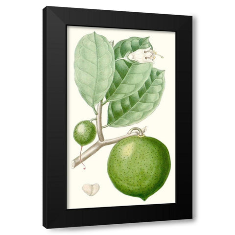 Turpin Fruit III Black Modern Wood Framed Art Print by Turpin