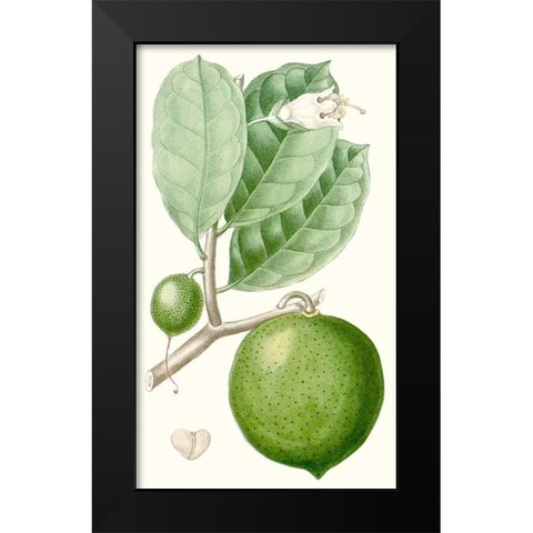 Turpin Fruit III Black Modern Wood Framed Art Print by Turpin