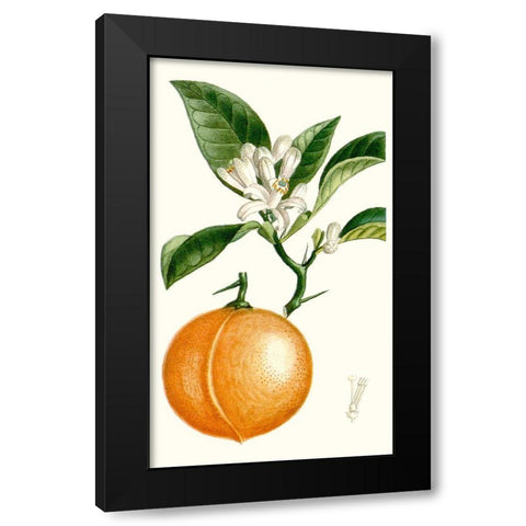 Turpin Fruit IV Black Modern Wood Framed Art Print with Double Matting by Turpin