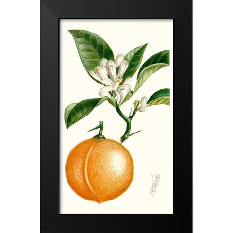 Turpin Fruit IV Black Modern Wood Framed Art Print by Turpin