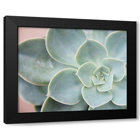 Succulent Glow III Black Modern Wood Framed Art Print by Johnson, Jason