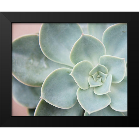 Succulent Glow III Black Modern Wood Framed Art Print by Johnson, Jason