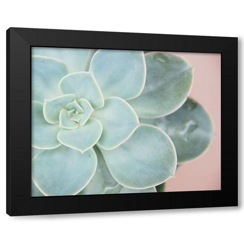 Succulent Glow IV Black Modern Wood Framed Art Print by Johnson, Jason