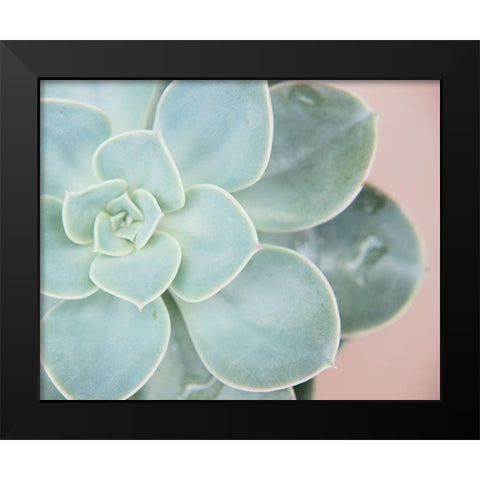 Succulent Glow IV Black Modern Wood Framed Art Print by Johnson, Jason