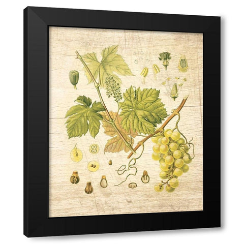 Grapevine II Black Modern Wood Framed Art Print by Nobleworks Inc.