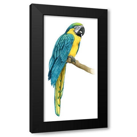 Teal Macaw I Black Modern Wood Framed Art Print by Popp, Grace