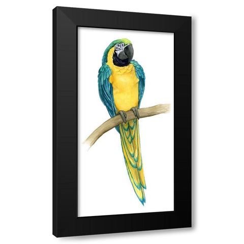 Teal Macaw II Black Modern Wood Framed Art Print by Popp, Grace