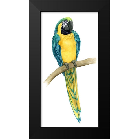 Teal Macaw II Black Modern Wood Framed Art Print by Popp, Grace