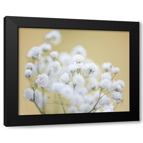 Babys Breath Study III Black Modern Wood Framed Art Print by McLoughlin, James