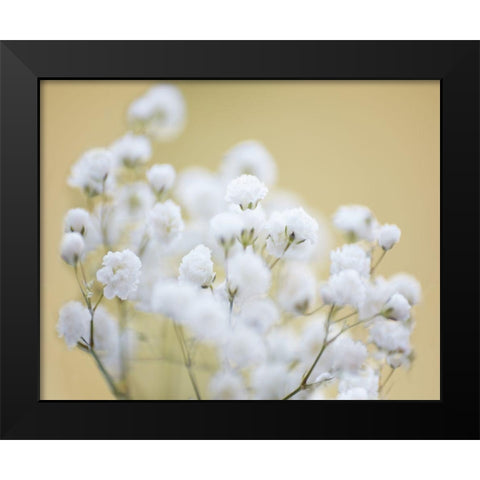 Babys Breath Study III Black Modern Wood Framed Art Print by McLoughlin, James