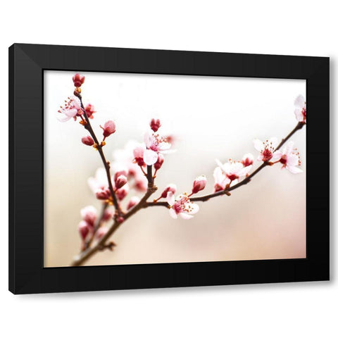 Cherry Blossom Study I Black Modern Wood Framed Art Print with Double Matting by McLoughlin, James