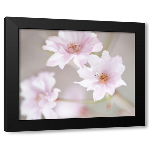 Cherry Blossom Study III Black Modern Wood Framed Art Print with Double Matting by McLoughlin, James