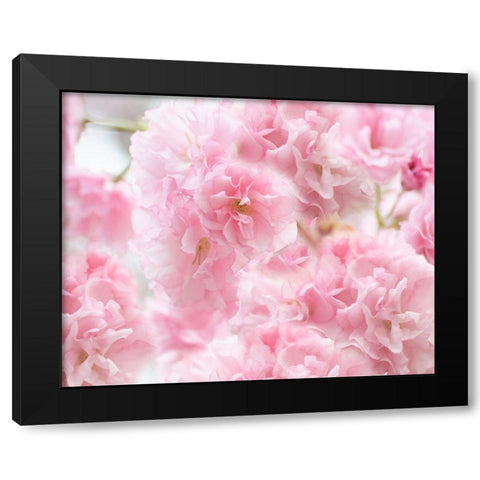 Cherry Blossom Study IV Black Modern Wood Framed Art Print with Double Matting by McLoughlin, James
