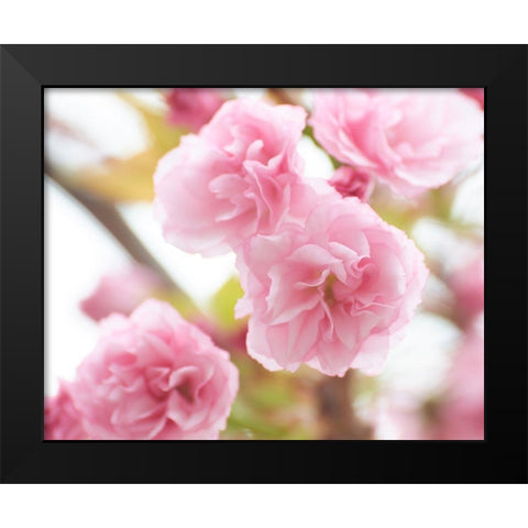 Cherry Blossom Study VI Black Modern Wood Framed Art Print by McLoughlin, James