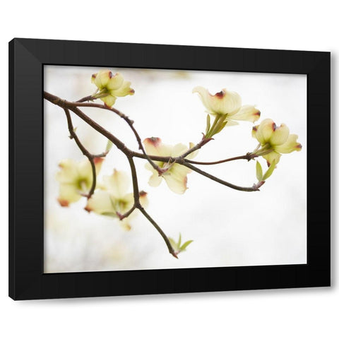 Dogwood Detail I Black Modern Wood Framed Art Print by McLoughlin, James