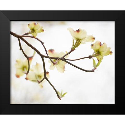 Dogwood Detail I Black Modern Wood Framed Art Print by McLoughlin, James