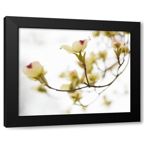 Dogwood Detail III Black Modern Wood Framed Art Print with Double Matting by McLoughlin, James