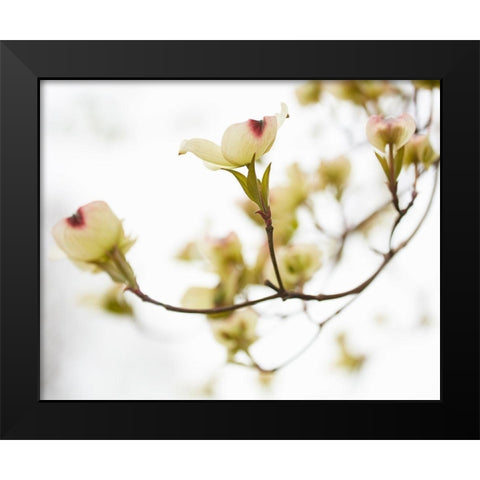 Dogwood Detail III Black Modern Wood Framed Art Print by McLoughlin, James