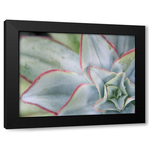 Desert Star I Black Modern Wood Framed Art Print by Johnson, Jason