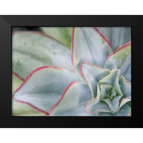 Desert Star I Black Modern Wood Framed Art Print by Johnson, Jason