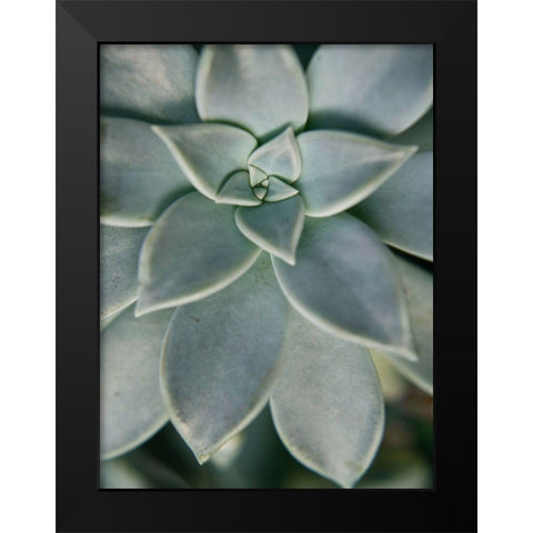 Hanging Garden Succulent II Black Modern Wood Framed Art Print by Johnson, Jason