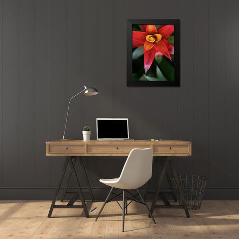 Bromeliad Burst III Black Modern Wood Framed Art Print by Johnson, Jason