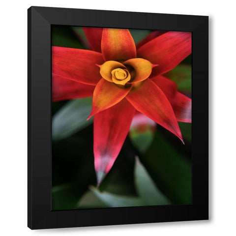 Bromeliad Burst III Black Modern Wood Framed Art Print by Johnson, Jason
