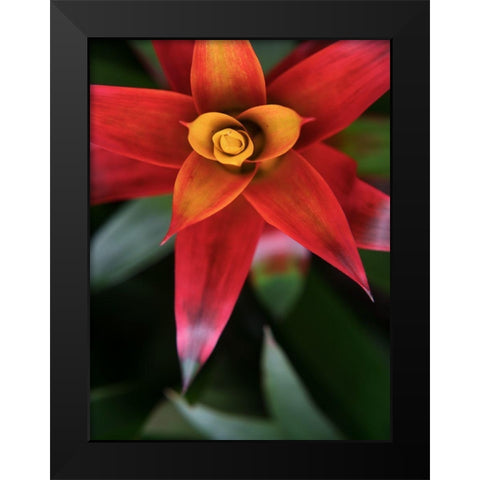 Bromeliad Burst III Black Modern Wood Framed Art Print by Johnson, Jason