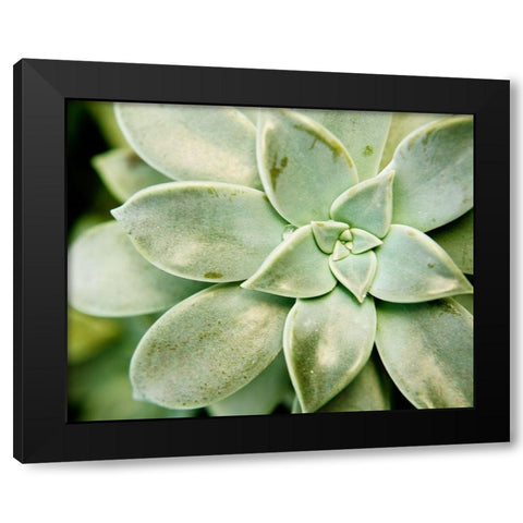 Spring Succulent II Black Modern Wood Framed Art Print with Double Matting by Johnson, Jason