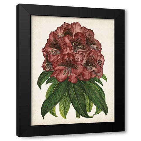 Rhododendron Study I Black Modern Wood Framed Art Print by Wang, Melissa