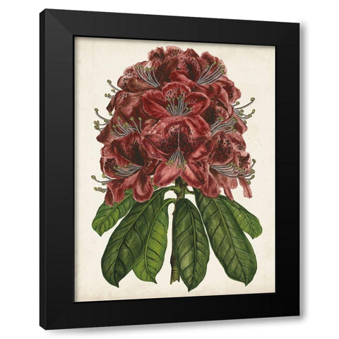 Rhododendron Study II Black Modern Wood Framed Art Print with Double Matting by Wang, Melissa