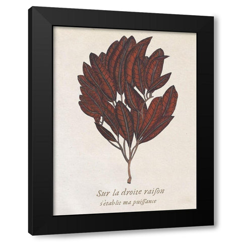 Seaweed Study II Black Modern Wood Framed Art Print by Wang, Melissa