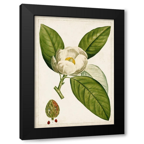 Antique Flowering Trees II Black Modern Wood Framed Art Print by Unknown