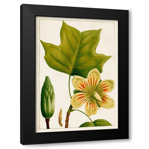 Antique Flowering Trees IV Black Modern Wood Framed Art Print with Double Matting by Unknown
