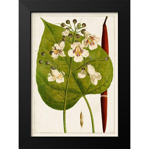 Antique Flowering Trees V Black Modern Wood Framed Art Print by Unknown