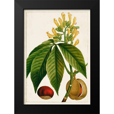 Antique Flowering Trees VI Black Modern Wood Framed Art Print by Unknown