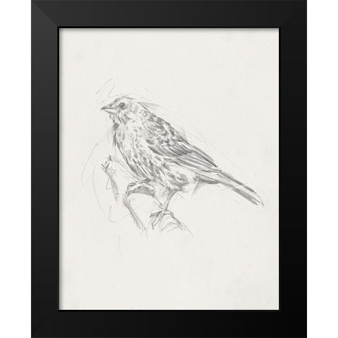 Avian StudyÂ  III Black Modern Wood Framed Art Print by Ethan Harper