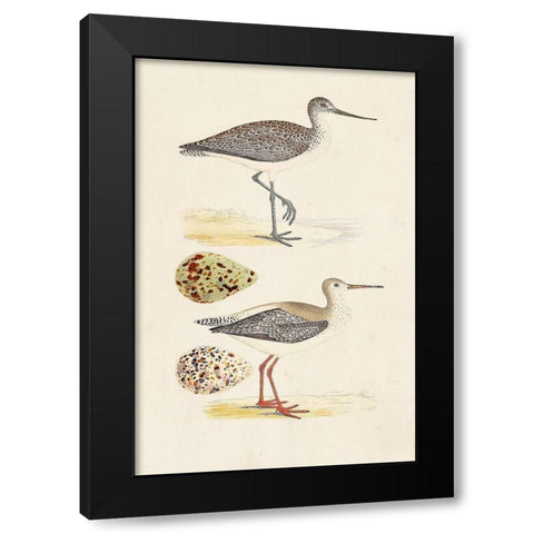 Sandpipers and Eggs I Black Modern Wood Framed Art Print with Double Matting by Morris