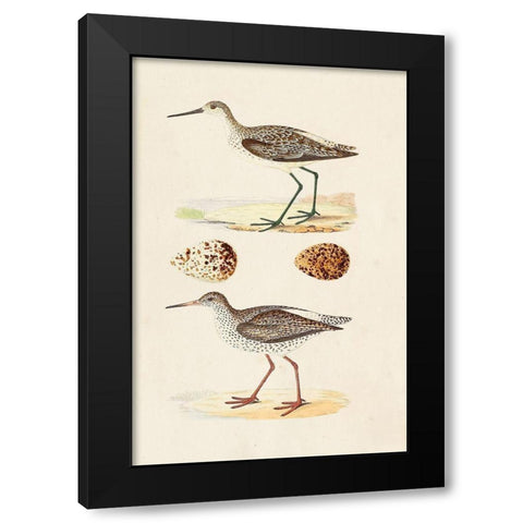 Sandpipers and Eggs II Black Modern Wood Framed Art Print by Morris