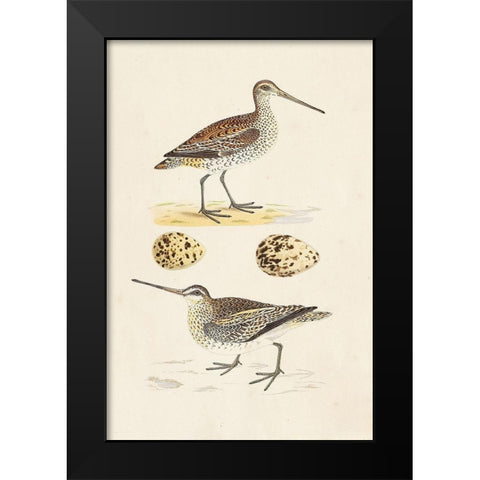 Sandpipers and Eggs III Black Modern Wood Framed Art Print by Morris