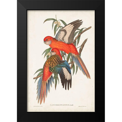 Tropical Parrots I Black Modern Wood Framed Art Print by Gould, John