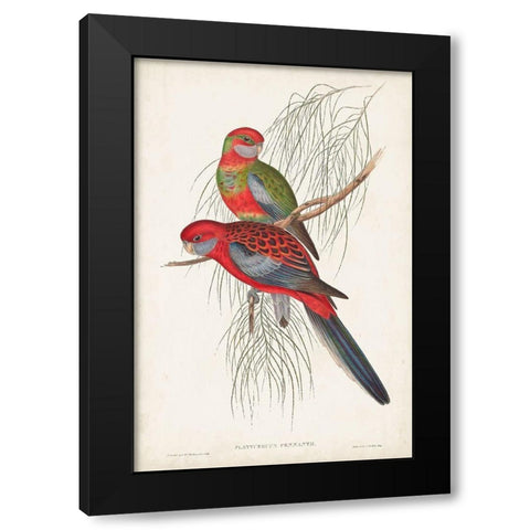 Tropical Parrots III Black Modern Wood Framed Art Print with Double Matting by Gould, John